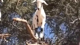Ziegen Auf Dem Baum  Ziegen Auf Dem Baum