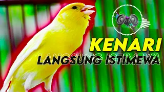 Download Suara KENARI NEMBAK PANJANG, Untuk Masteran Dan Pancingan KENARI SANG JUARA, Canary Sound MP3