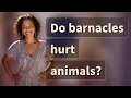 Do barnacles hurt animals