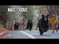 Lagu Why Are Animals Leaving Yosemite National Park?