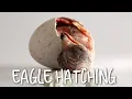 Eagle growth day by day from hatching to first flight eagle growth time lapse