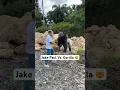 Me Vs Gorilla