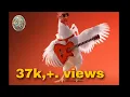Lagu #DJ KHAN LONI G.Z.B||Chicken Edm DJ SONG | Funny Murga Vv Dance | Music   Boy DJ KHAN LONI G.Z.B
