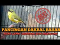 Download Lagu TERAPI PLECI DAKBAL MANCET BUNYI AGAR CEPAT NGERIWIK NGEPLONG