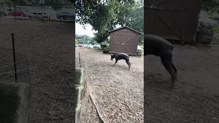 #fyp #dream #doberman #pets #youtube