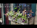 Easy Summer Window Boxes - Container Flower Ideas