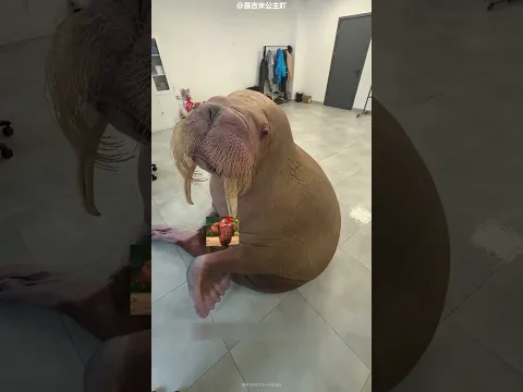Her Sea Lion Started Working Out😂🦭#shortsvideo