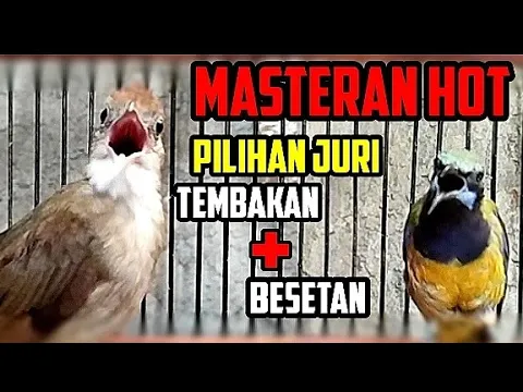 Download MP3 Masteran Kapas tembak vs Cucak cungkok Kombinasi pilihan