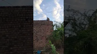cute monkey MONKEY