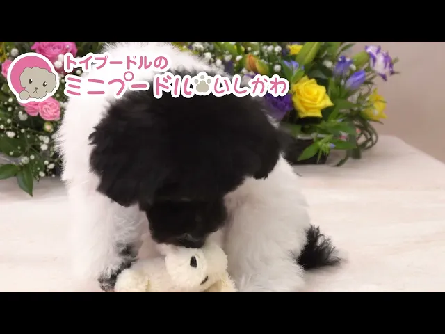 動画