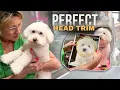 Trim a Fluffy Dog s Head - step by step