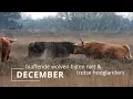 Download Lagu #128 - DECEMBER - blaffende wolven bijten niet \u0026 trotse hooglanders MP3
