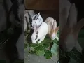 Download Lagu school chutiya barvi hogi #shorts #shortyoutube #tending #viralvideo #tiktok #manav rabbits