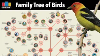 Family Tree of Birds Version 1.0