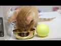 Spot127 Arizona Humane Society - Rescuing Animals in the Valley of the Sun
