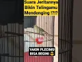 Download Lagu Tembakan Pleci CAP CAP Sambung Jeritan  KOLIBRI WULUNG