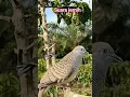 Download Lagu Suara Burung Perkutut Pikat JUARA 1
