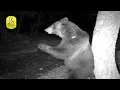 Download Lagu Il risveglio dell'orso marsicano