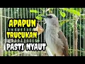 Lagu Suara burung trucukan gacor memanggil lawan Pancingan trucuk betina memanggil jantan