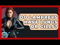 Do Lampreys Have Lungs Or Gills - The Marine Life Explorer