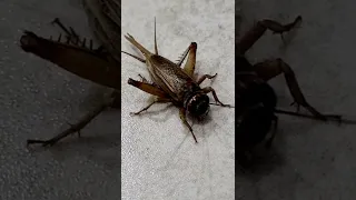 صوت صرصور الليل 