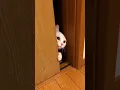 Download Lagu Meow miao meow miao la la la la la #funnycats #cutenessoverload #viralvideo #catlover