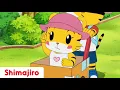 Download Lagu All Aboard The Hannah Bus! - | Family | Brother \u0026 Sister  | Shimajiro Animation