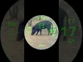 Download Lagu Garmin Xero X1i crossbow scope in action #hunting #hoghunting