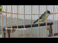 Download Lagu Burung Opior Jambul Gacor Ngejos Siang malam Suara Ngeplong Isian Mantap