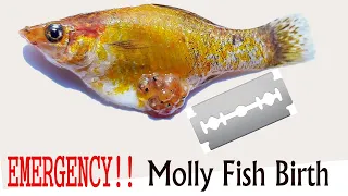 emergency molly fish birth molly giving birth