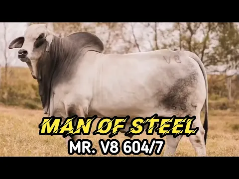 Download MP3 MR. V8 604/7 Bull | Man Of Steel | Heavyweight Bull | Naveed Cattle Farm