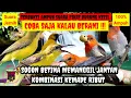 Download Lagu SUARA PIKAT BURUNG SOGON AMPUH‼️ SOGON BETINA MEMANGGIL JANTAN KOMBINASI KEMADE RIBUT