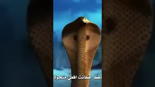 مسلسل حب انتقام الافعى الجزء الثاني 