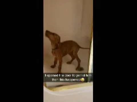 When your trying to take a shower but your dog wan...