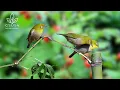 Lagu Birds Singing - Relaxing Nature Sounds for Calmness | Natural Bird Chirping for Deep Relaxation