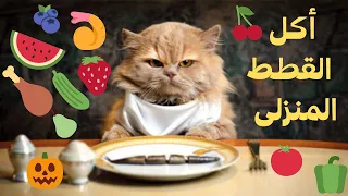 أطعمة منزلية تحبها القطط وجبات منزلية لن تتخيل أنها مفيدة جدا للقطط 