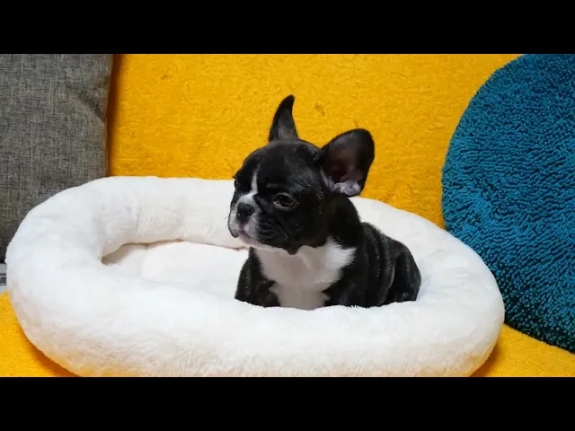 動画