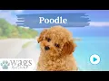 Poodle Breed Highlights