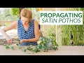SATIN POTHOS PROPAGATION SCINDAPSUS PICTUS PROPAGATION