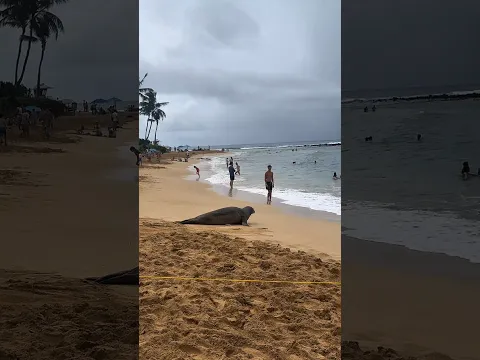 Adorable Seal on the Beach Caught on Camera 🐾 Viral Ocean Moment You Can’t Miss!”