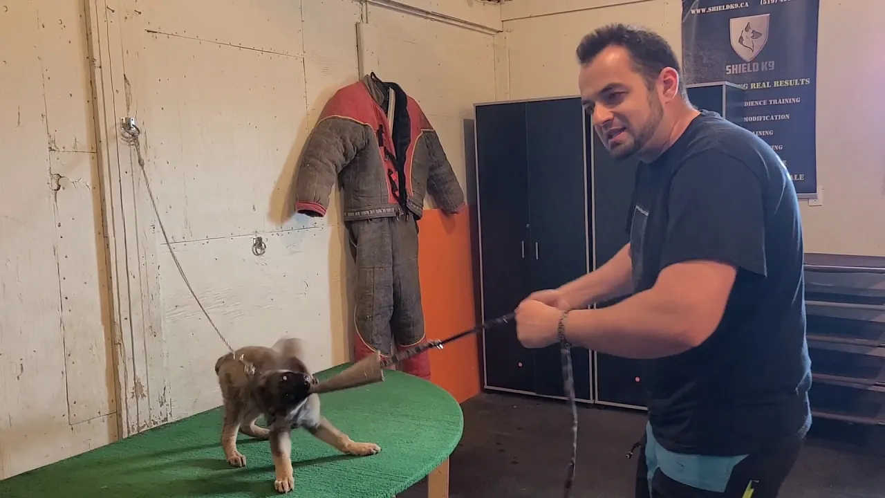 Step by step guide  To POTTY 💩 Train Your Puppy  🐶 easily. II Puppy Training tips. II