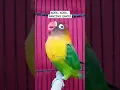 Lagu Koek koek pancing emosi lanjut ngekek panjang #lovebird #lovebirds #lovebirdngekekpanjang #birds