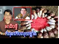 Download Lagu ចិនកំពុងសម្រុកនាំគ្នាចិញ្ចឹមខ្យងទៀកលក់ ព្រោះមានទីផ្សារល្អ l Mr.Veasna