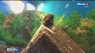 Омский акванариум пополнился новыми постояльцами