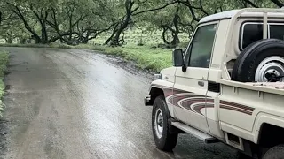 قومك مناصير   يأمن بها البدو   الشيله الترند  دندنها
