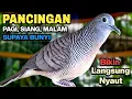 Lagu Perkutut Lokal Gacor Suara Paling Ampuh Untuk Pancingan Burung Perkutut Agar Bunyi.