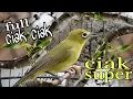 Download Lagu Full Ciak Ciak Kecial Kuning Ampuh Bikin Emosi dan Gacor Kecial Malas Bunyi