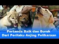 Download Lagu 10 Pertanda dari Perilaku Anjing Peliharaan Menurut Kepercayaan di Bali