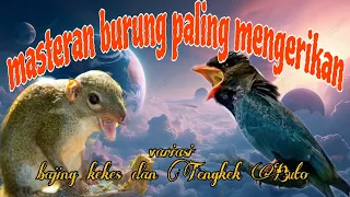 tengkek buto dan bajing kekes masteran mengerikan di gantangan 