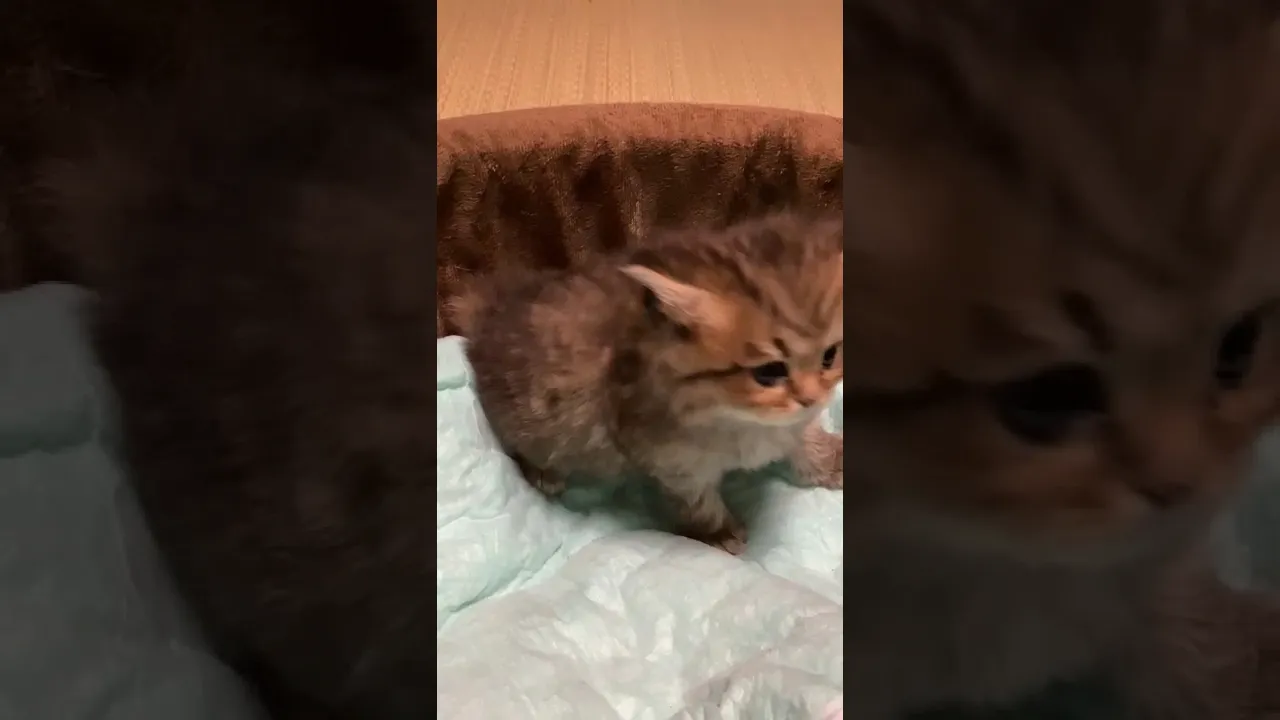 動画